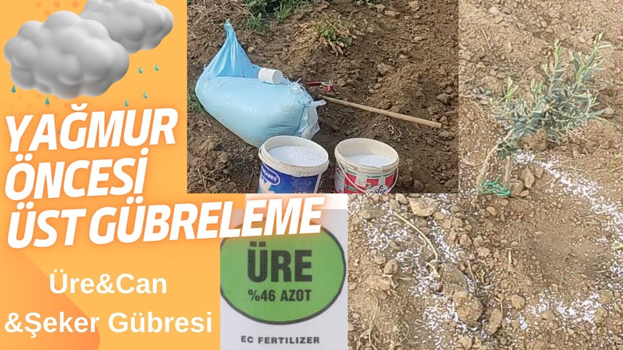 Hızlı Fidan Gelişimi için Yağmur Öncesi Gübreleme Üre & Amonyum Sülfat & CAN Azotlu Gübreler.