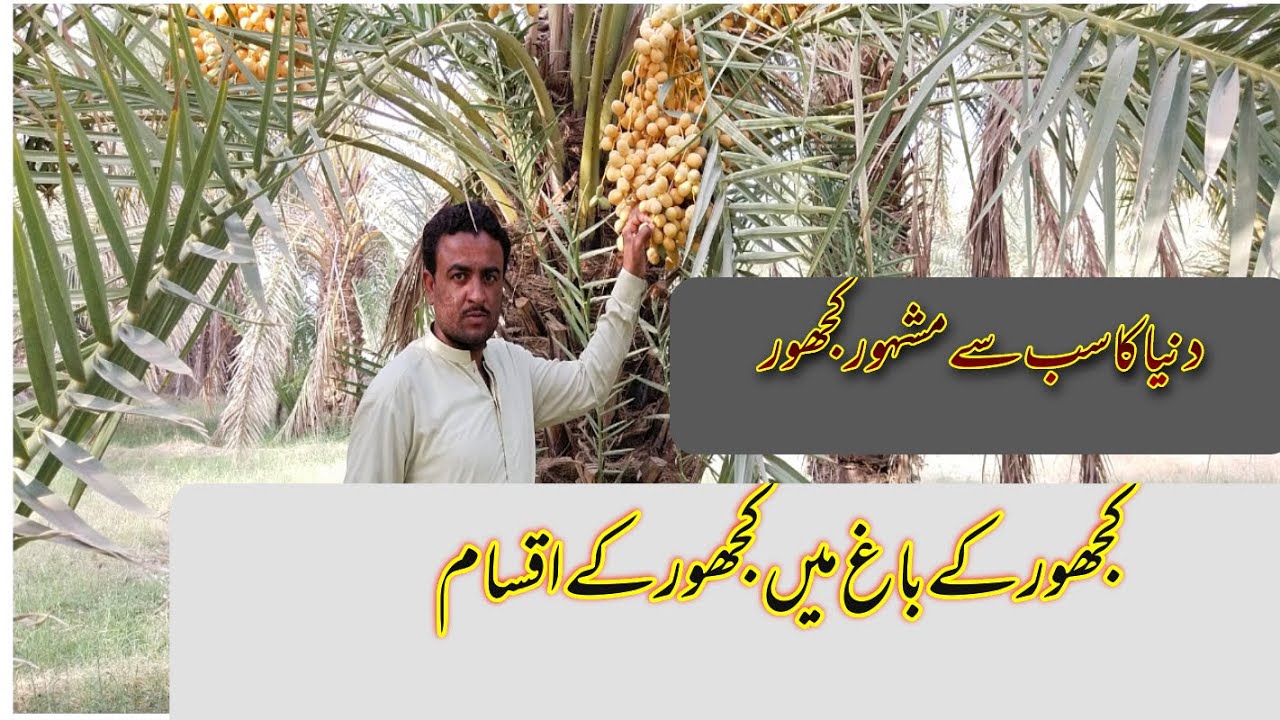 Dates palm in Balochistan |Harvesting Dates | Kajure ki aqsaam |kajur kavlog Mutalib Raiss Official
