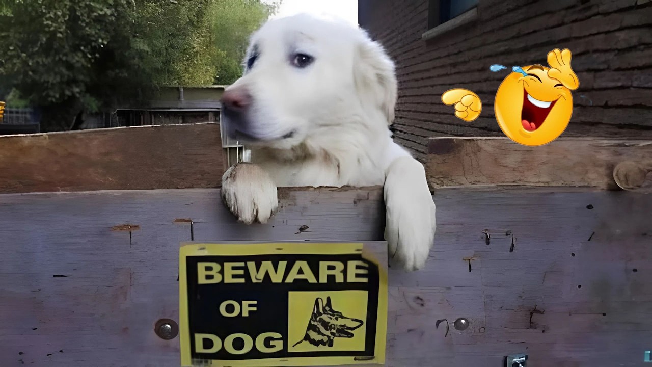 You Can&rsquo;t Stop Laughing At These Dogs 🤣 FUNNIEST DOGS Video 2026