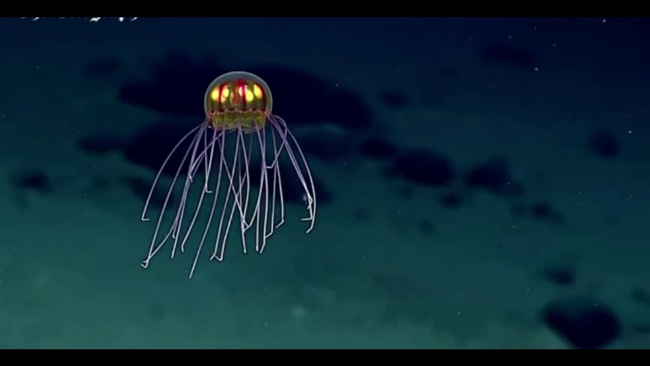 Alien like Jelly Fish under the deep SEA