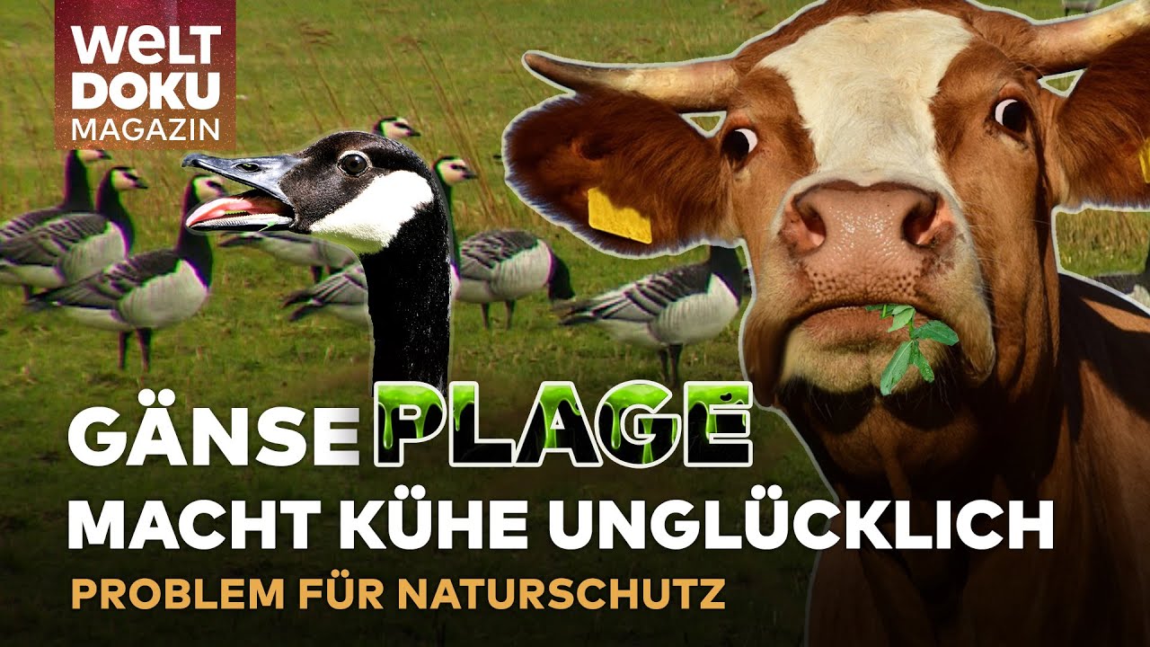 ÖKOSYSTEM: Naturschutz durch Nonnengänse bedroht - Problem für Bauern, Kühe & Anwohner | Magazin