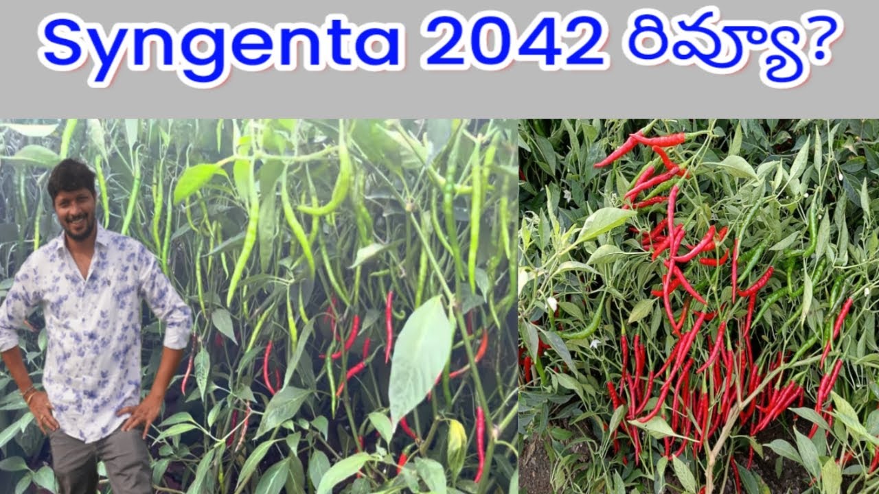 #syngenta #2042 #మిరప రకం ఎలా ఉంటుంది ? ఏ నేల కి సెట్ అవుతుంది? ఎంత దిగుబడి వస్తుంది? #మీడియం #తేజ