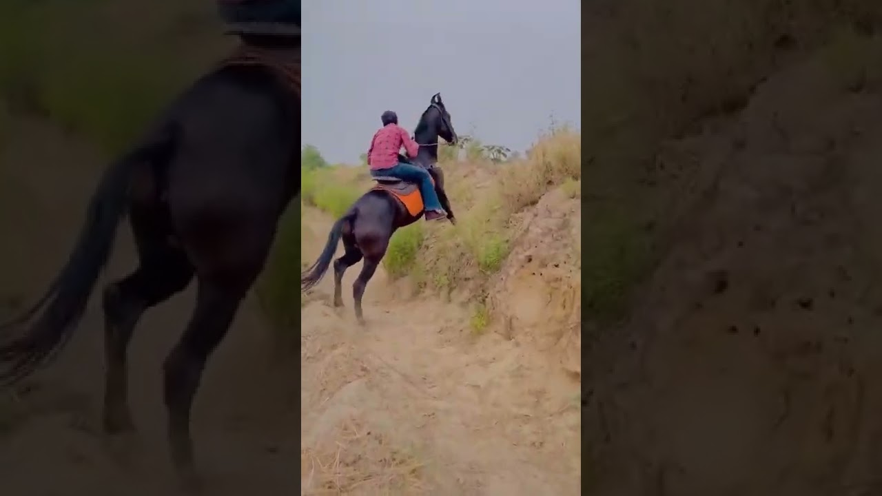 horse stunt stats