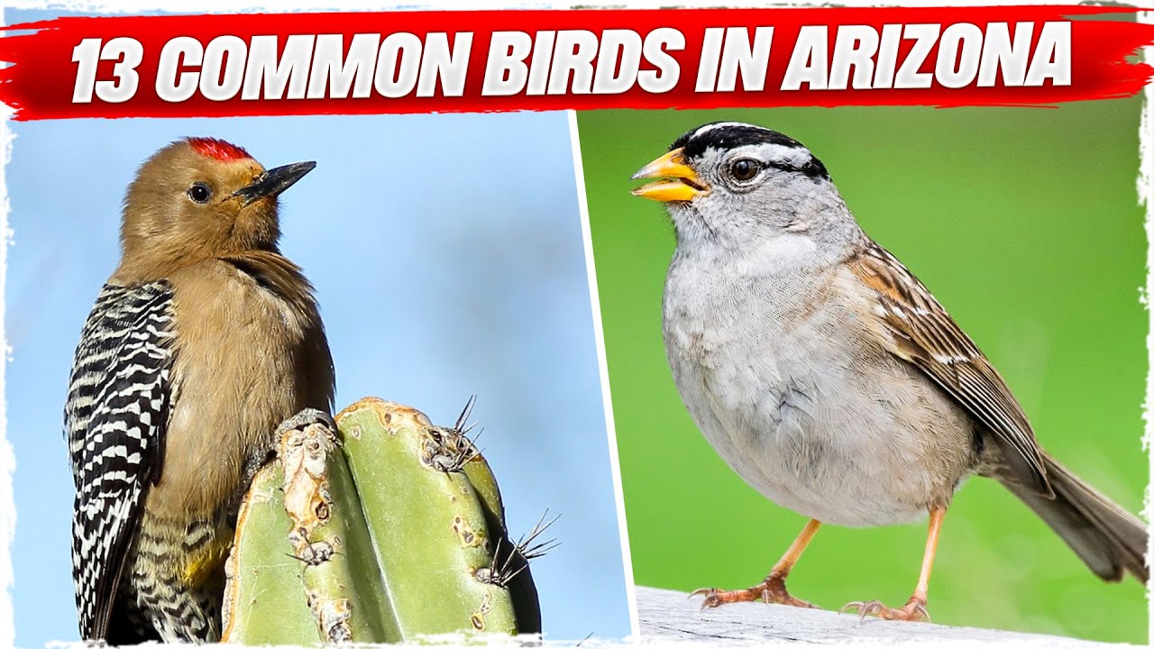 13 Common Birds in Arizona (with Pictures)
