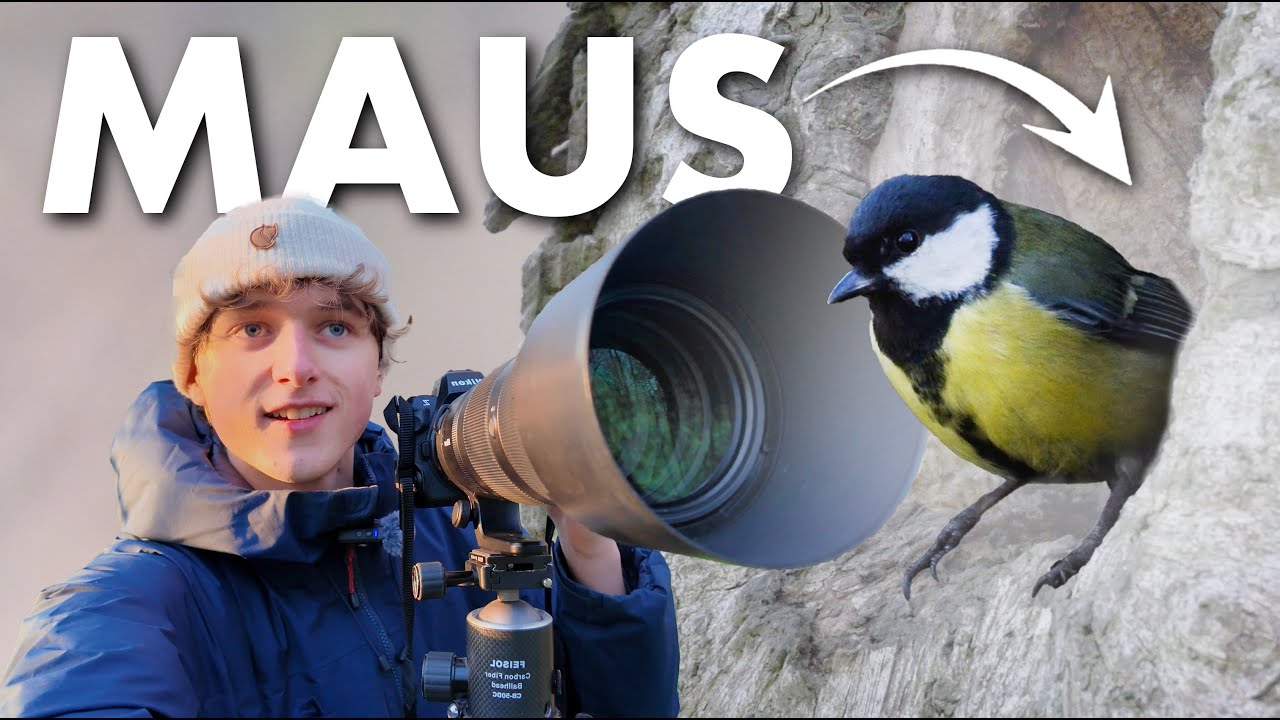 Hier wohnt Meise UND Maus! Naturfotografie mit der Nikon Z8 &  Z 180-600