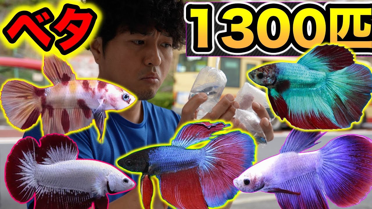 『1300匹のベタ輸入』華麗な美魚　ハーフムーン　プラカット　鯉ベタ　ベイサイドアクア　熱帯魚屋　アクアリウムショップ