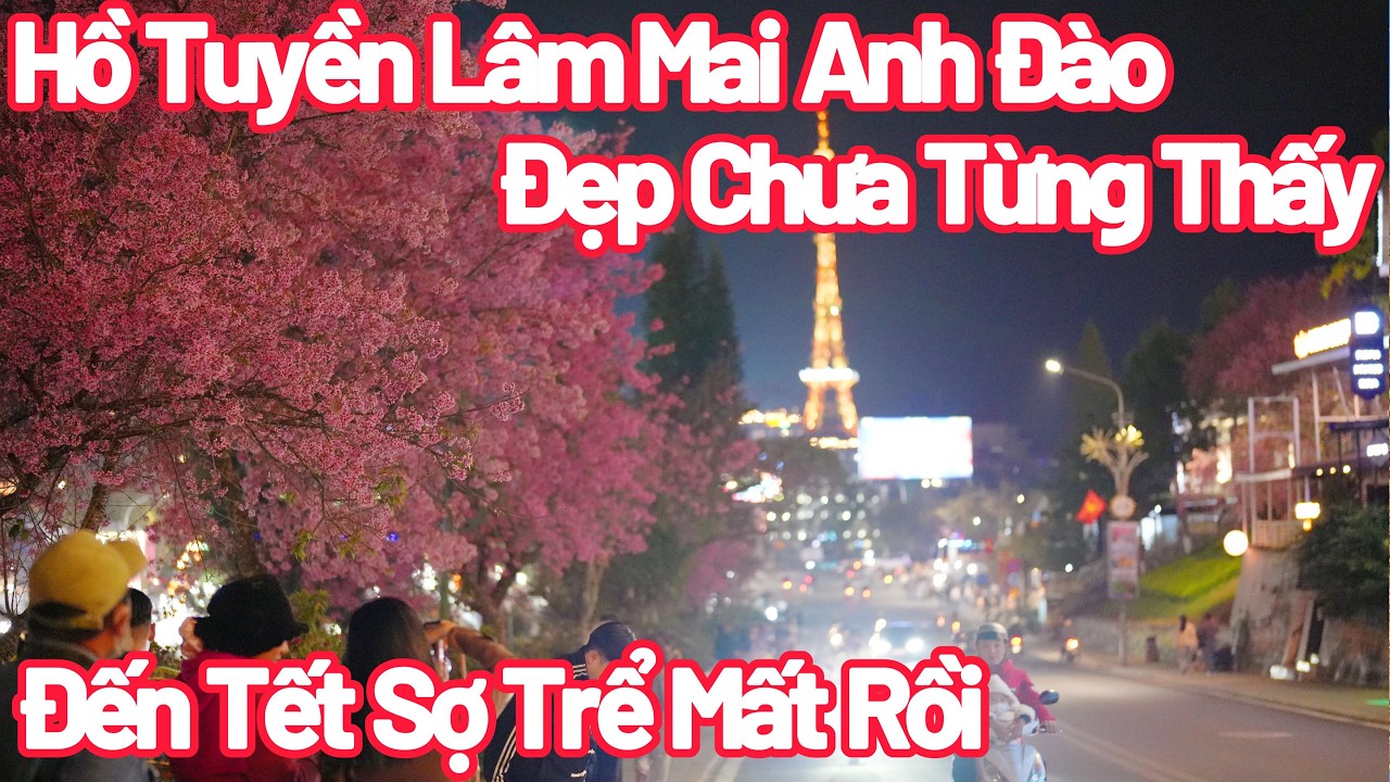 Đà Lạt Hồ Tuyền Lâm Mai Anh Đào Bung Nở Đẹp Chưa Từng Thấy
