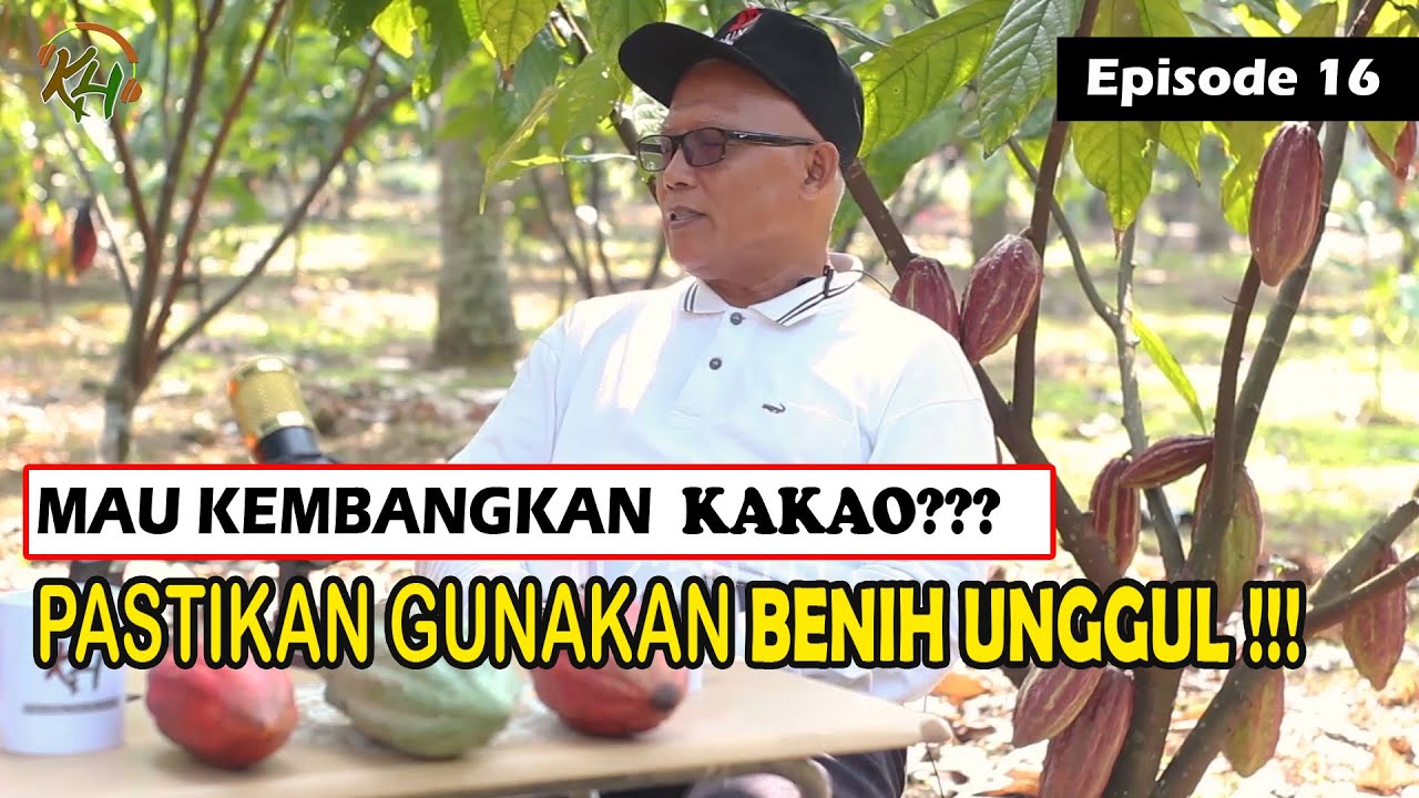 Inikah Benih Kakao Terbaik Saat Ini ???