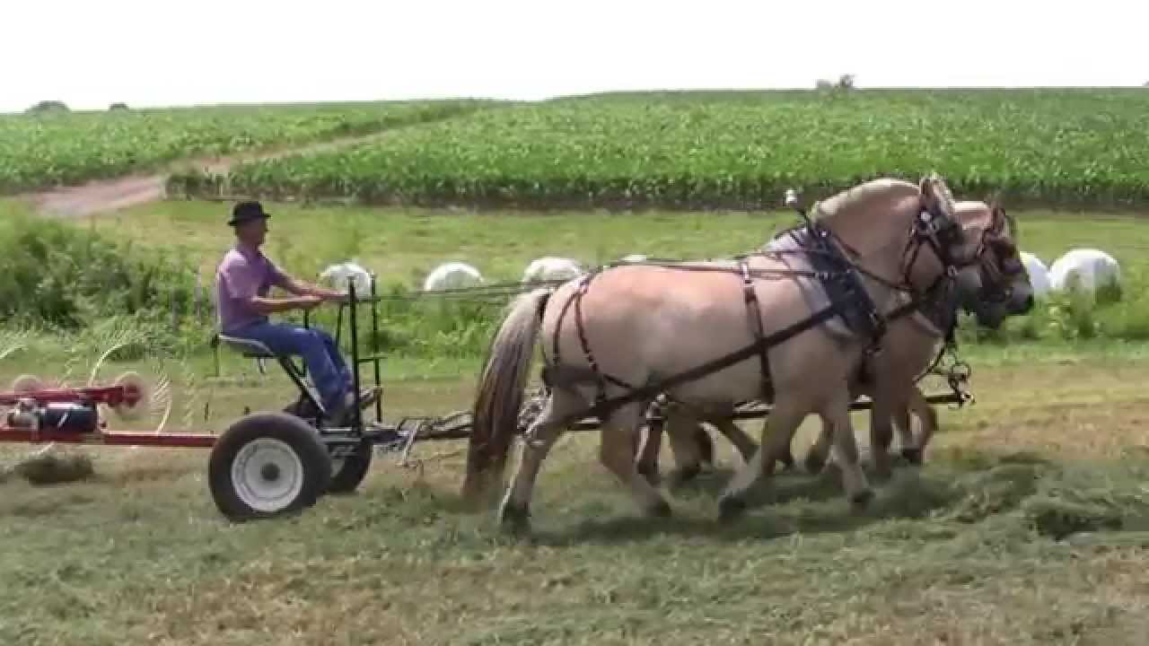 Real Horse Power