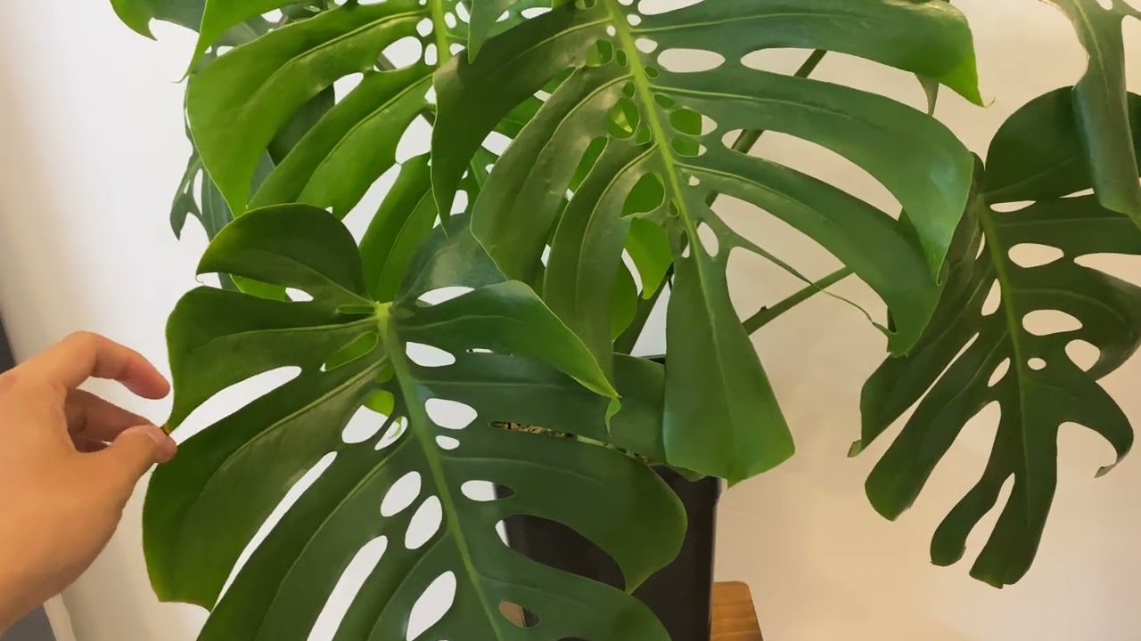 Monstera Deliciosa Form 6 thật tuyệt