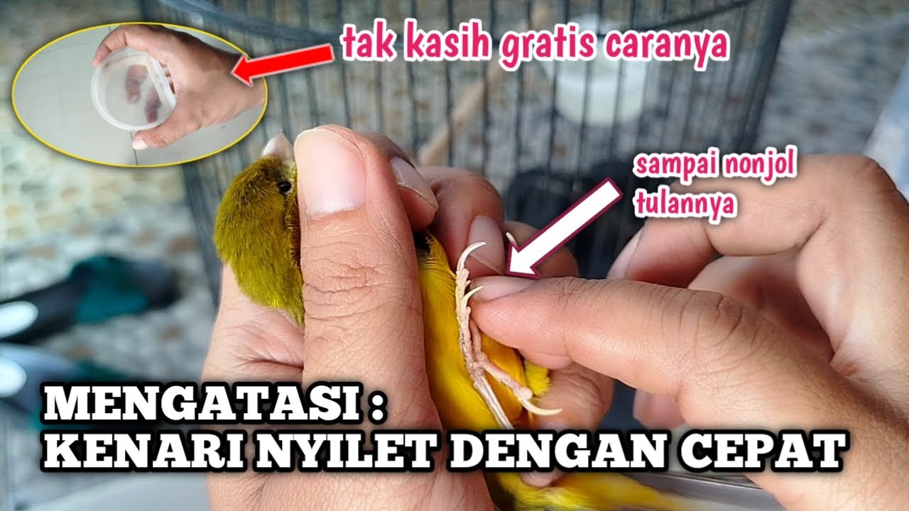 CARA MENGOBATI KENARI NYILET DENGAN CEPAT❗100% terbukti ampuh