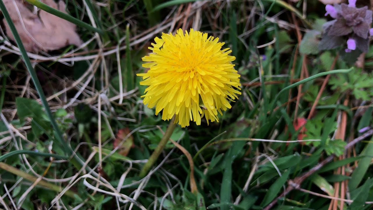 Wild Plant Hunt