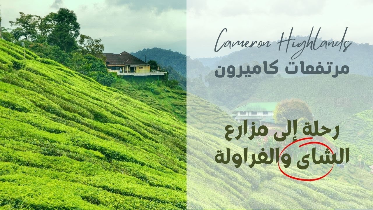 Cameron Highlands مرتفعات كاميرون الخضراء: اكتشف مزارع الشاي والفراولة في ماليزيا