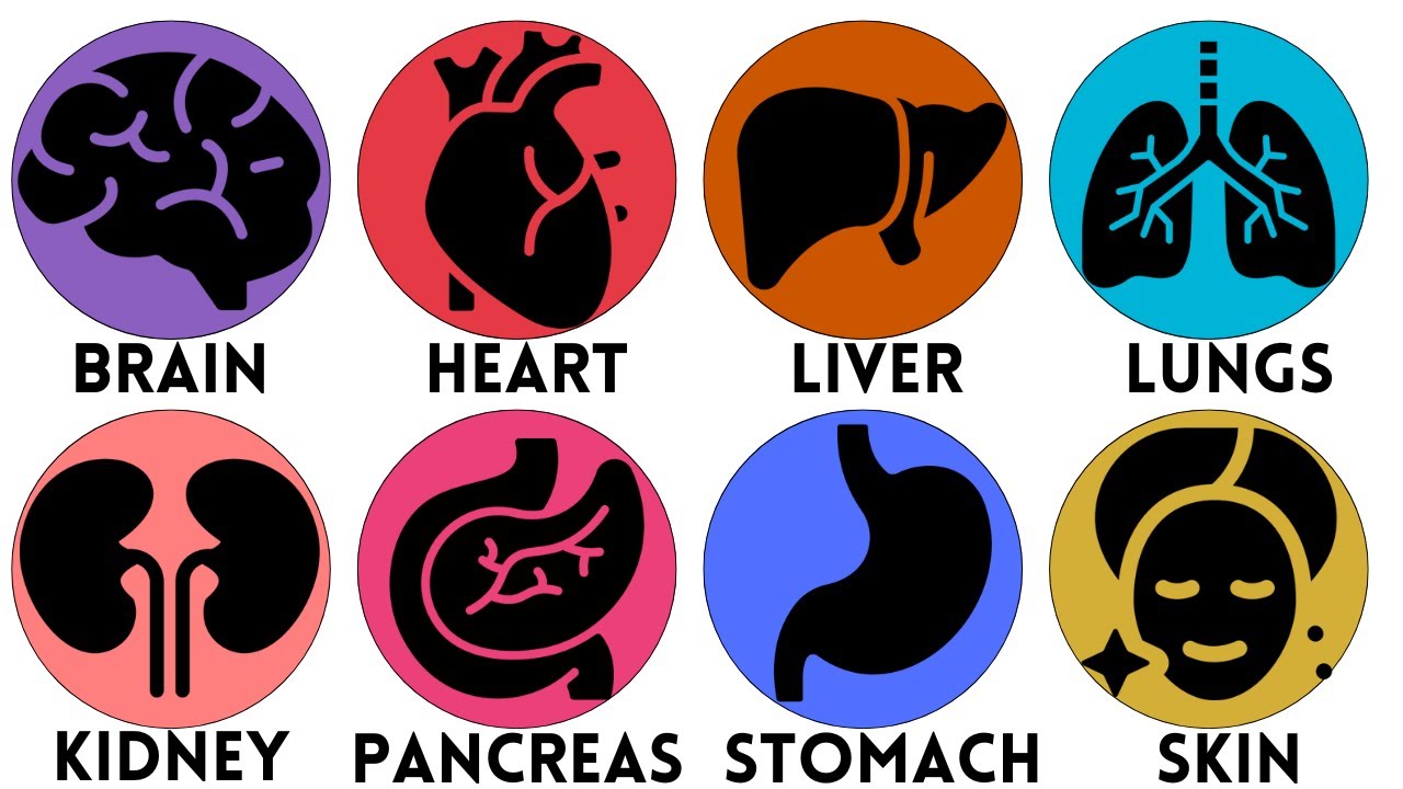 Every Organ and What DESTROYS It Explained