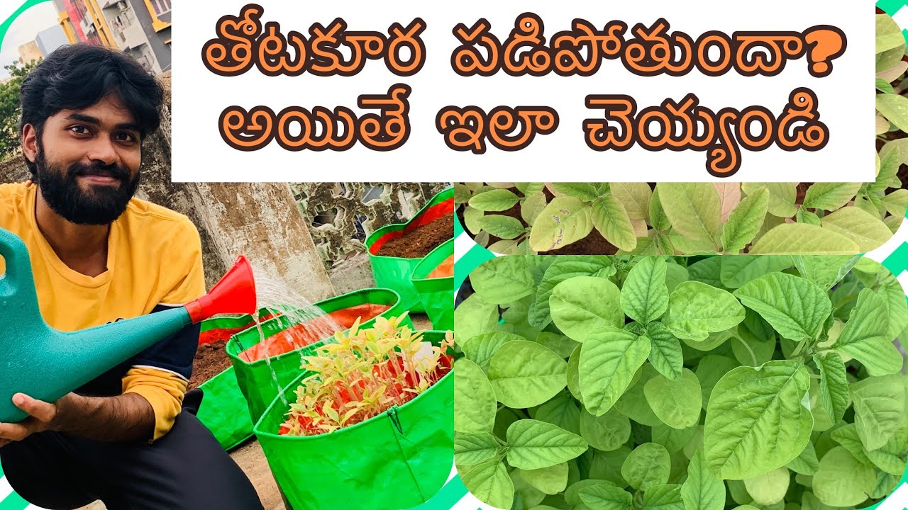 Tips to grow amaranthus plant at home easily || తోటకూర పడిపోతుందా? అయితే ఇలా చెయ్యండి #amaranthus