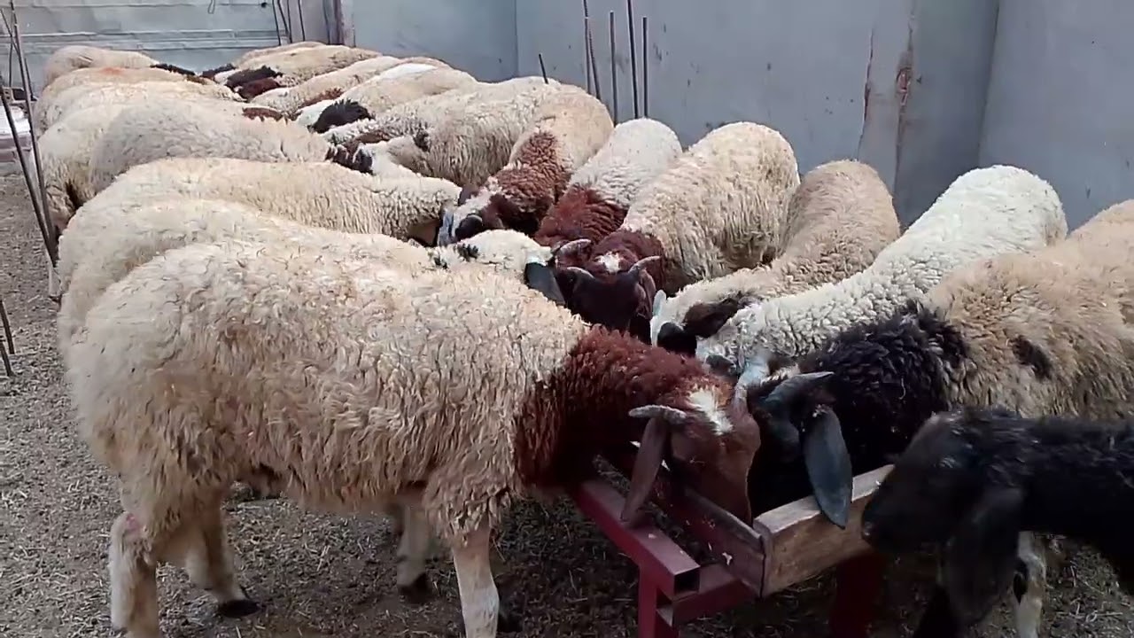 28 خروف برقى حر للقنية أعمار 6 إلى 7 شهور بجودة عالية 100%