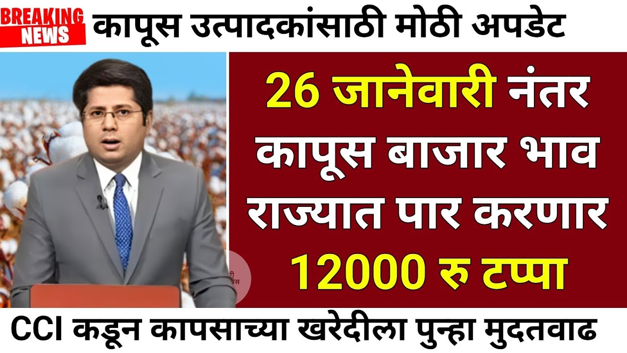 26 जानेवारी नंतर कापूस दर होणार 12000 रु| kapus bhav today| Kapus bajar bhav| cotton rate today