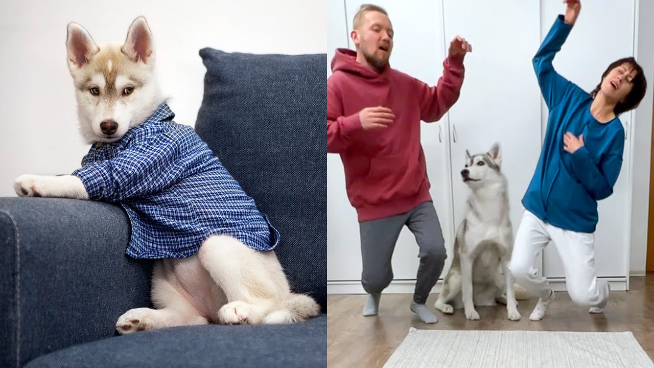 The Funniest Moments with Husky Puppy Olive 2 | Funny Dog Challenge