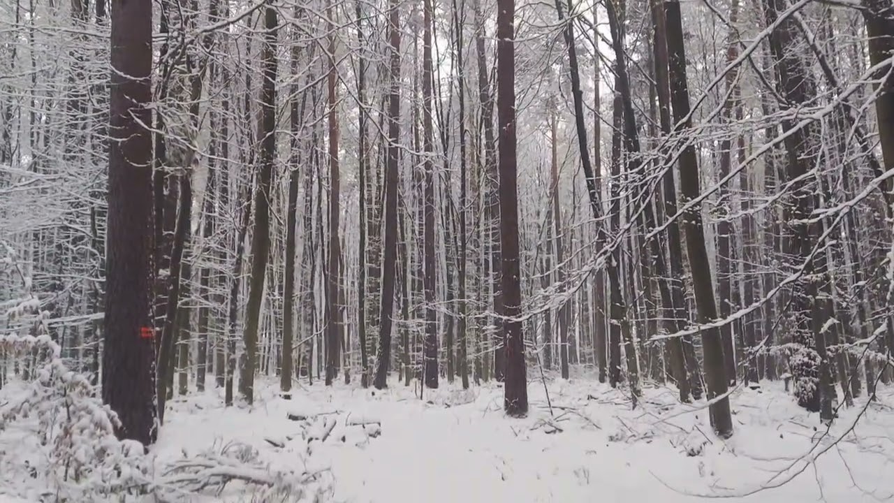30min Winter Forest Walk Snowy Pine Trees - ASMR Footstep Sound for Relax or Sleep