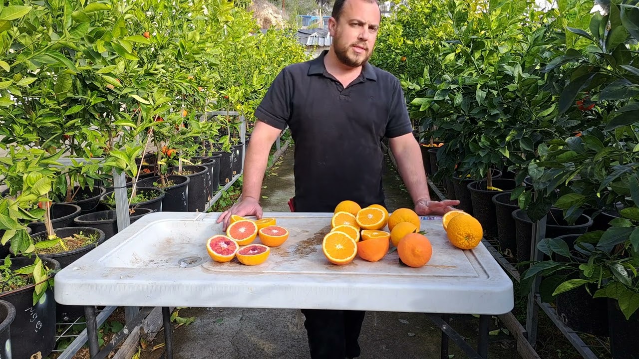 סקירה נוספת על זני תפוזים קצת יותר מורחבת ובאיכות צפיה משופרת למעוניינים😏