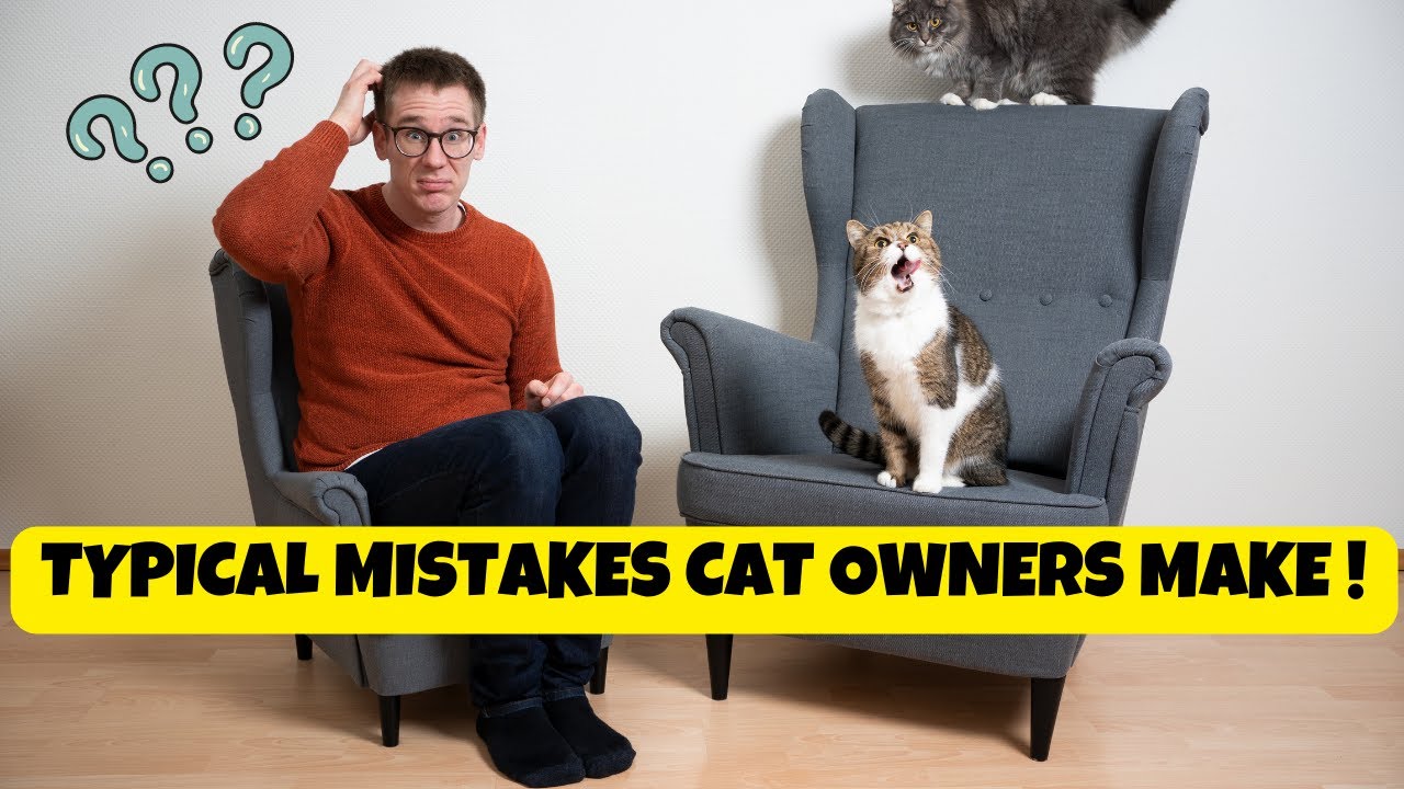 Avoid These Typical Mistakes Cat Owners Make: A Guide to Feline Care