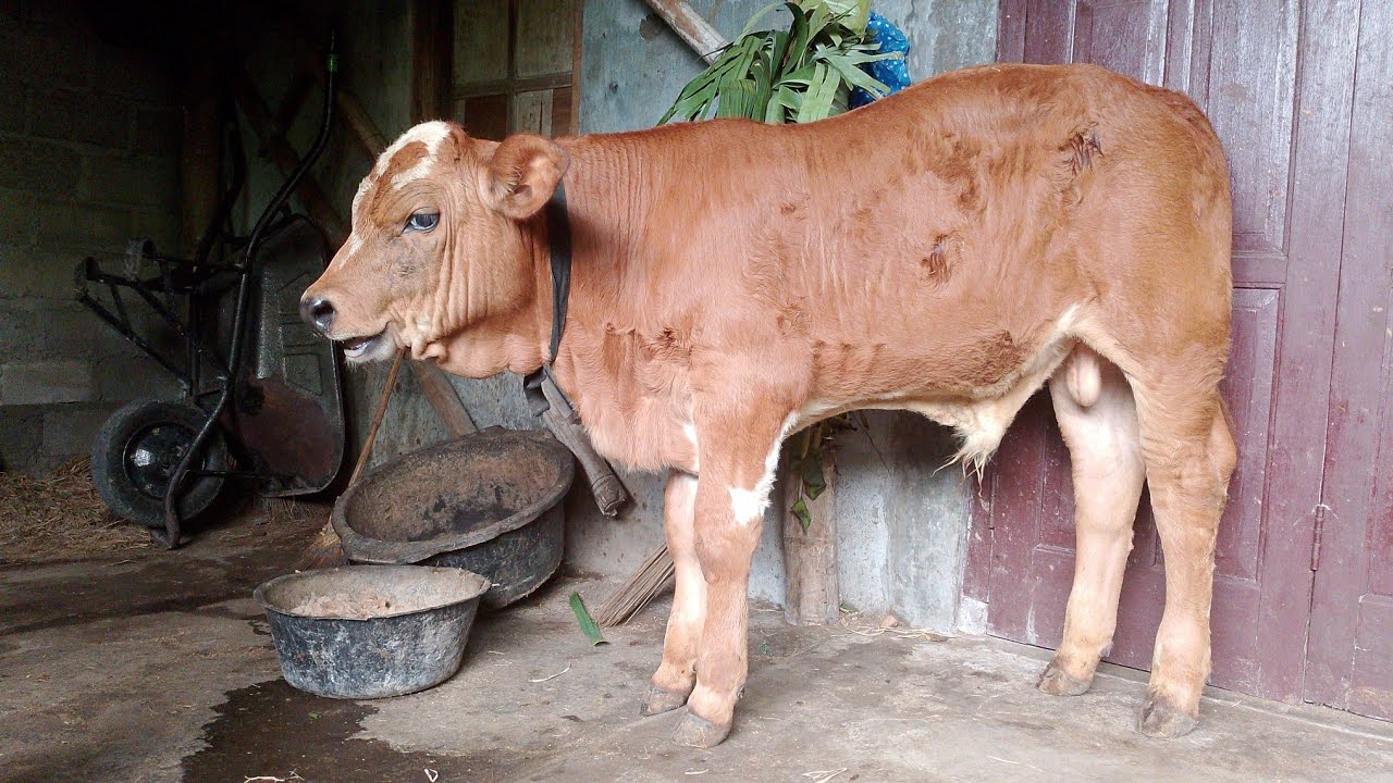 PERKEMBANGAN BAKALAN SAPI ‼️