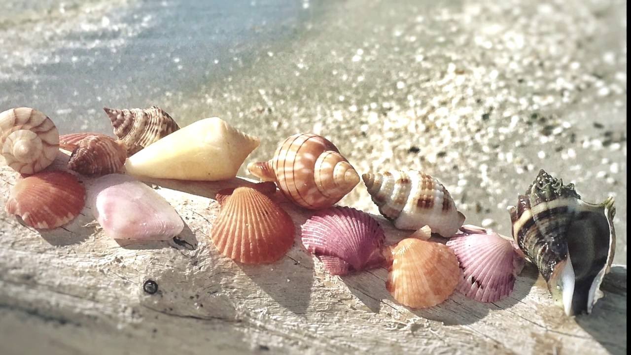 Beachcombing Bowmans Beach Sanibel