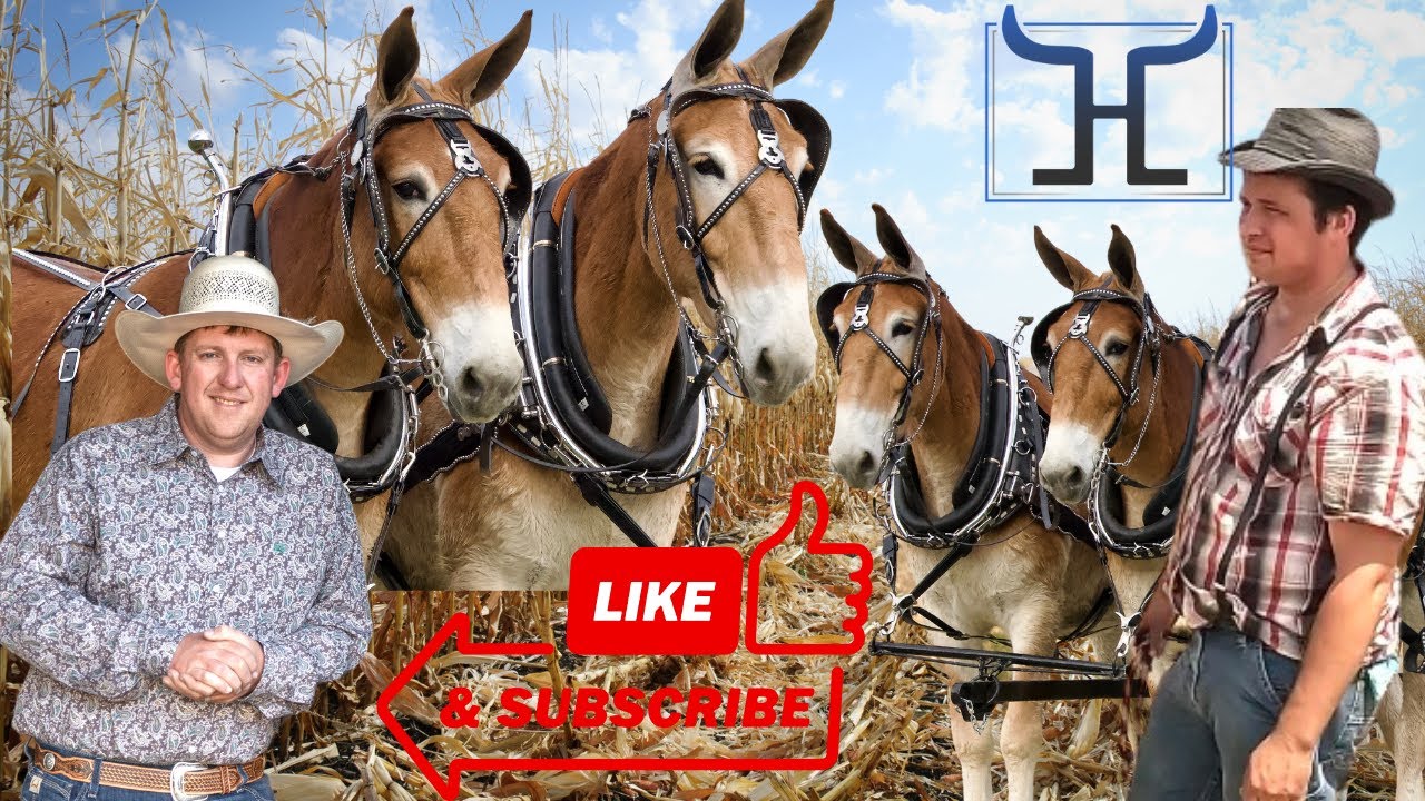 Mules: The Unique Draft Animal You Didn't Know About