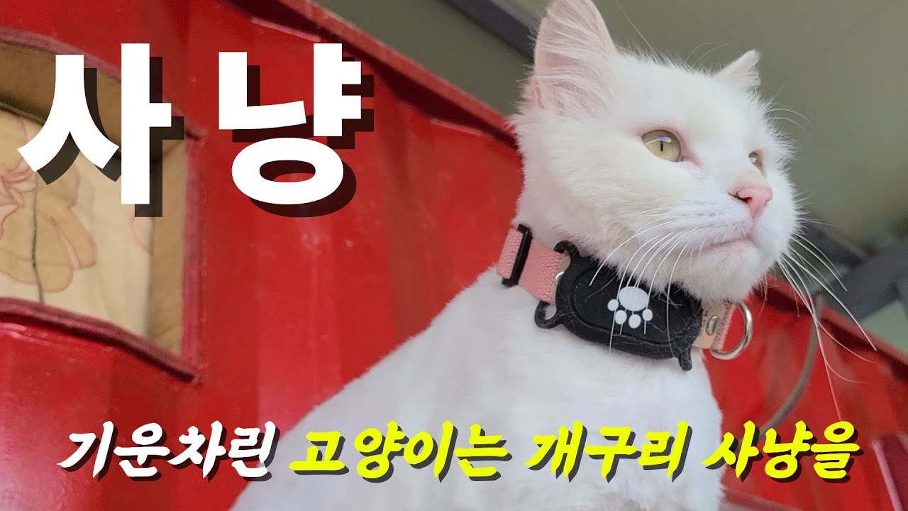 오늘은 장어 먹는날+개구리사냥