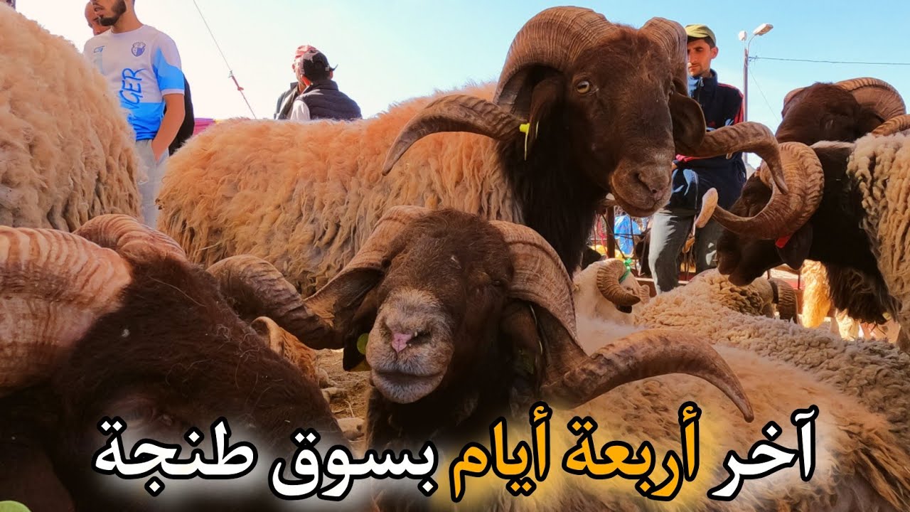 231 | 🔥 آخر أربعة أيام في سوق سيدي دريس طنجة بتاريخ 2024\06\11🥰