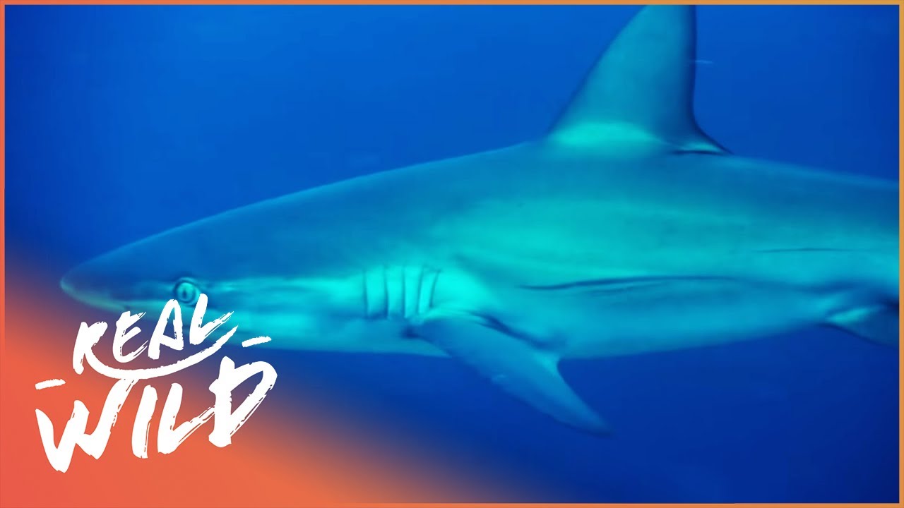 Saving Our Dying Ocean (Animal Conservation Documentary)