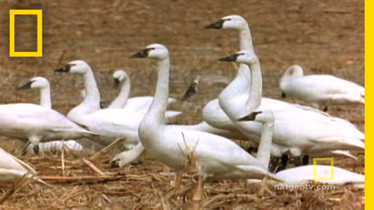 Only the Strong Survive | National Geographic