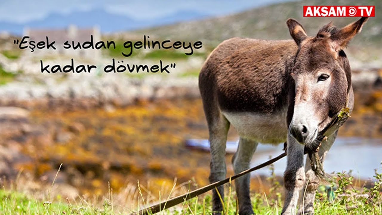 Eşek Sudan Gelinceye Kadar Dövmek Deyiminin Hikayesi Çok Şaşırtacak | 