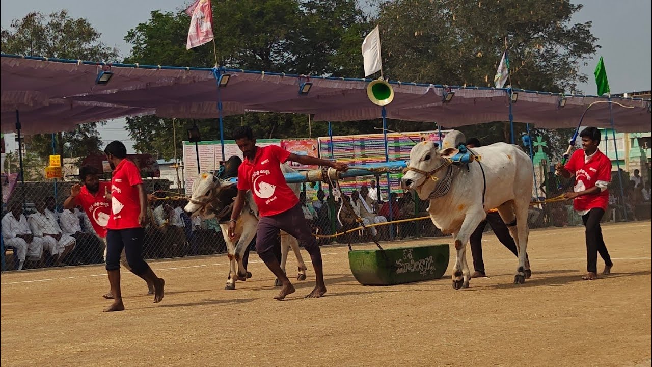 రెంటచింతల పాల పళ్ళు 7వ MNR BULLS అక్కలరెడ్డిపల్లె గ్రామం ప్రకాశం జిల్లా