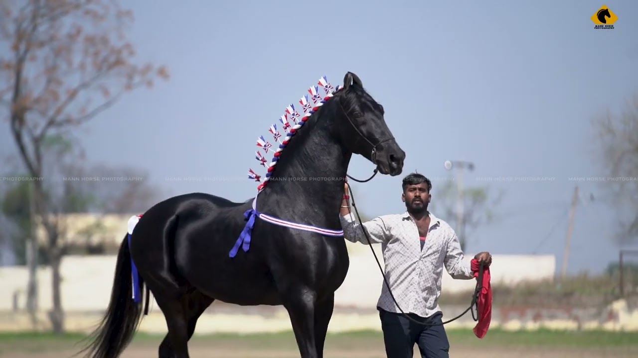 MARWARI HORSE II RAJ KESARI II DHILLON STUD FARM BARSAL II MANN HORSE PHOTOGRAPHY