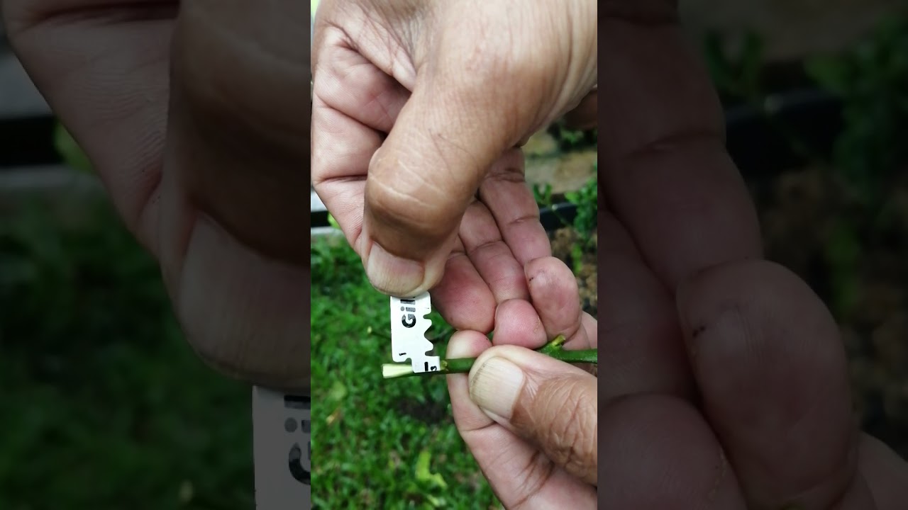 Cantuman baji limau nipis seedless kpd pokok limau purut