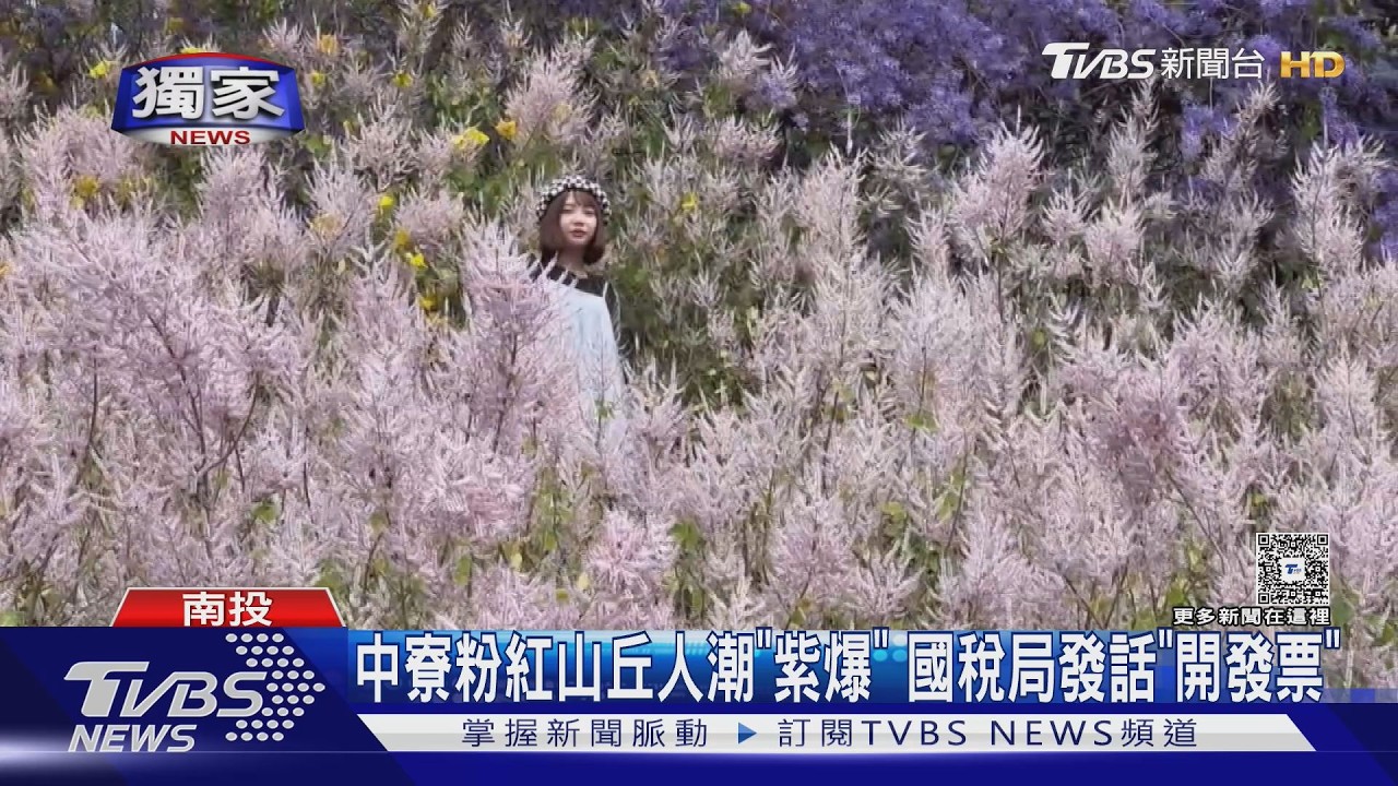 中寮粉紅山丘人潮「紫爆」 國稅局發話「開發票」｜TVBS新聞 @TVBSNEWS01