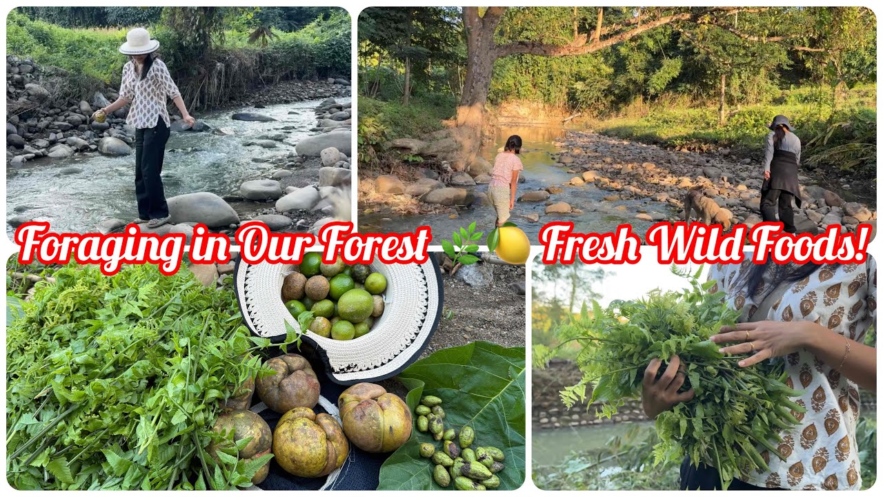 Forest Foraging Near Our Farm | Fresh Fiddleheads, Elephant Apple & Wild Fruits! | Nagaland | India
