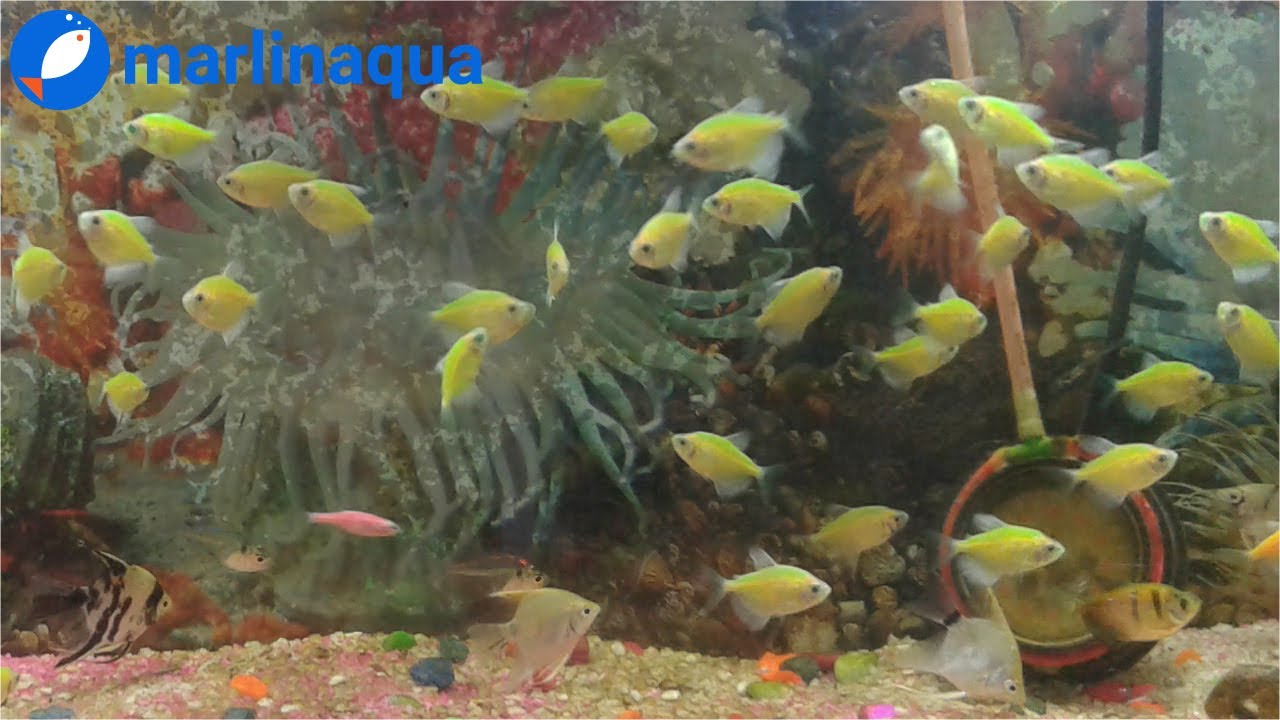Lemon Tetra