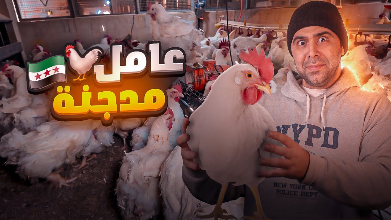 عامل بمدجنة ومسلخ لأسبوع كامل 🐔🐣 من البيضة للفرخة ‼️😱