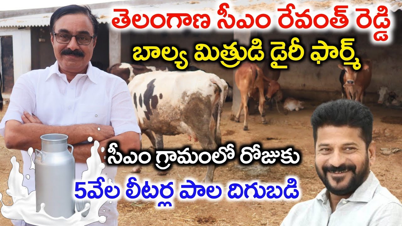 సీఎం ఊర్లో రోజుకు 5వేల లీటర్ల పాల దిగుబడి | Successful Dairy Farming Village | Shiva Agri Clinic