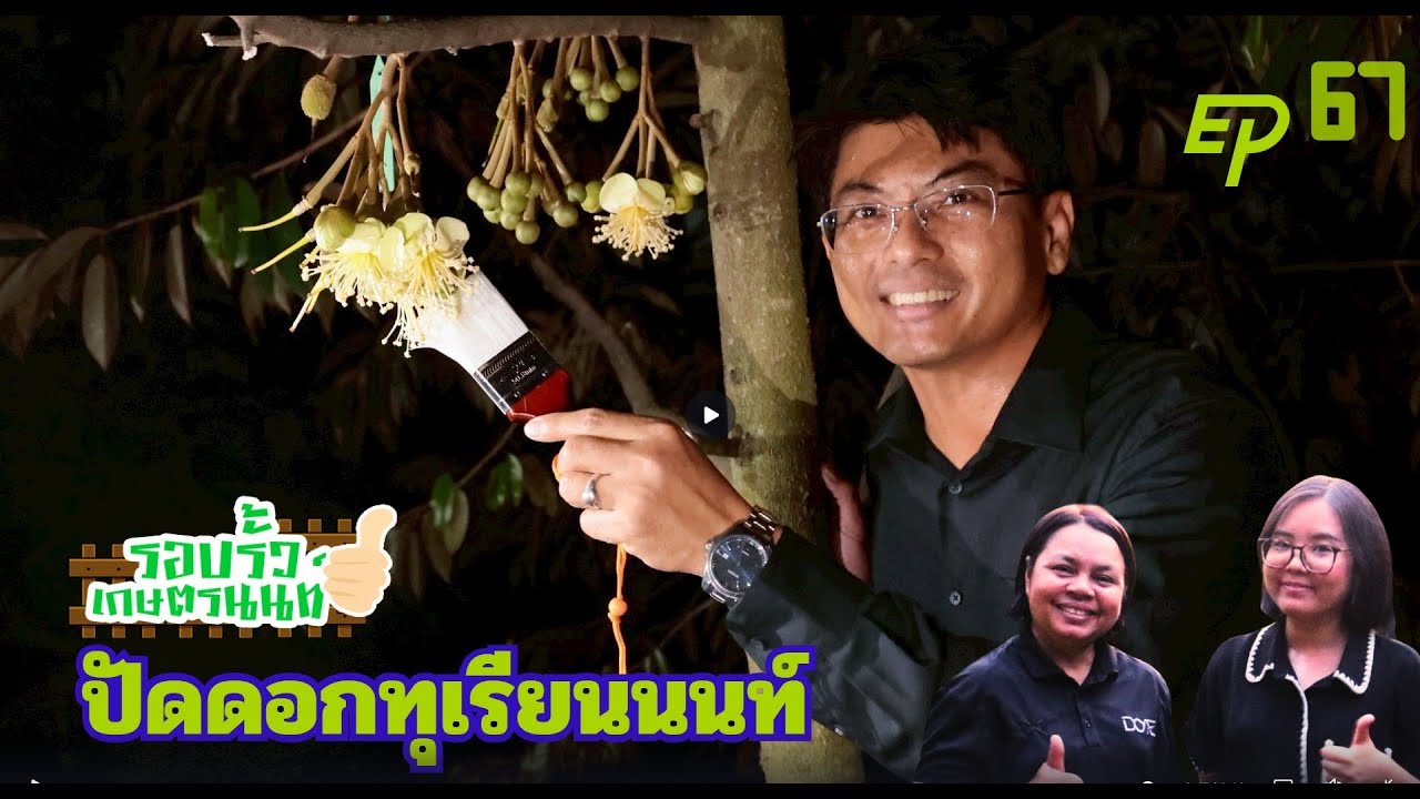รายการรอบรั้วเกษตรนนท์ ตอนที่ 67 ปัดดอกทุเรียนนนท์
