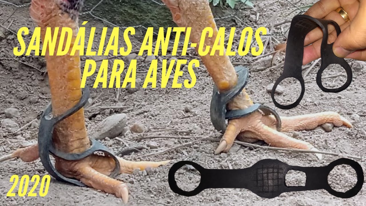 Sandália Anti-Calos para proteção dos pés das Aves, especialmente dos Galos da Raça Índio Gigante.