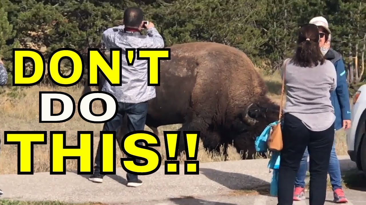 TOURIST APPROACH HUGE BISON IN YELLOWSTONE  NATIONAL PARK