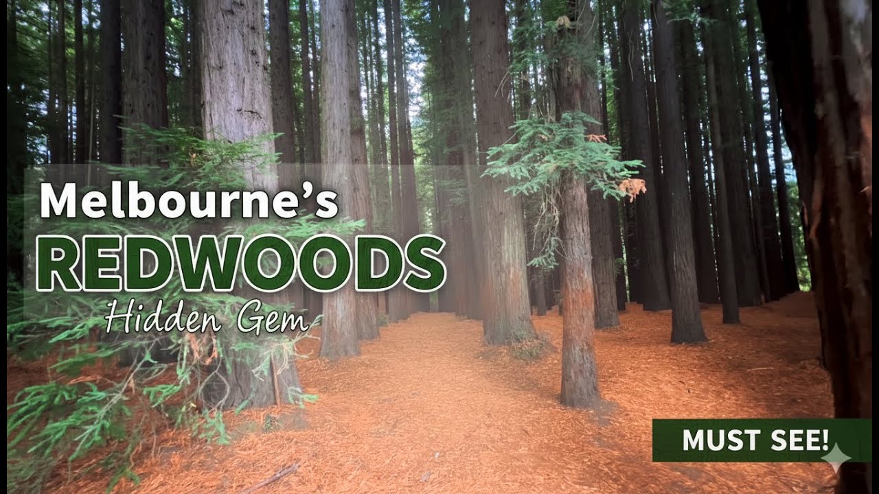 Giant Redwood Forest Walk in Melbourne Australia | Peaceful Nature Sounds 4K