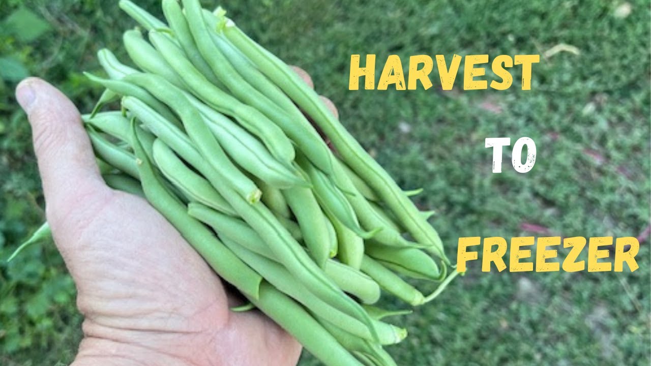Homestead green bean harvest and preservation: Vlog #412