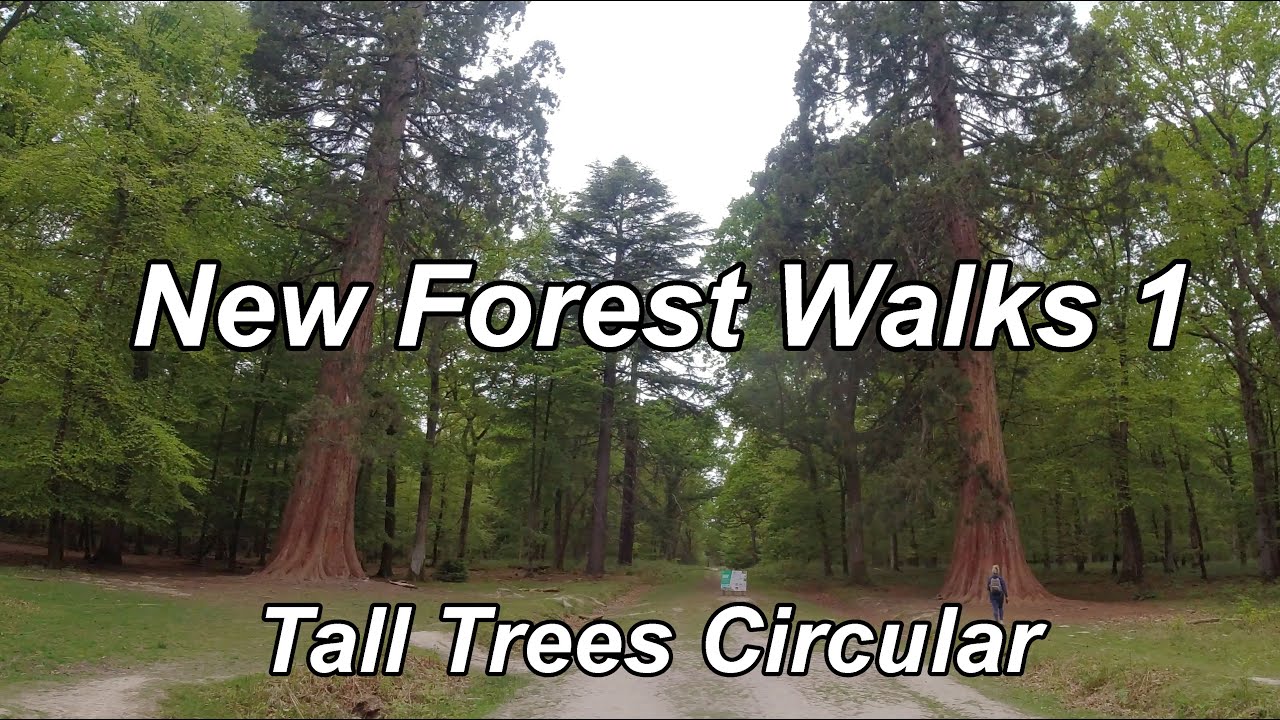 Tall Trees Circular New Forest