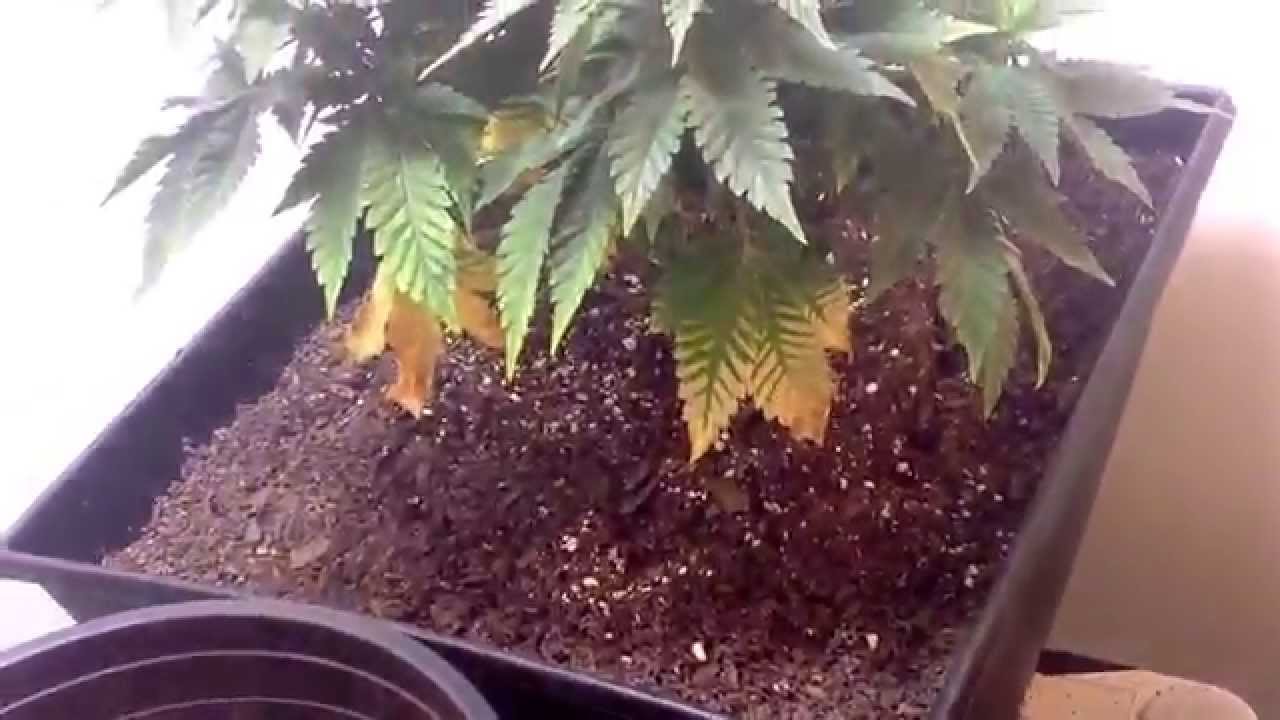 First Time Grow: Mildewish Smell on pine Express + Update