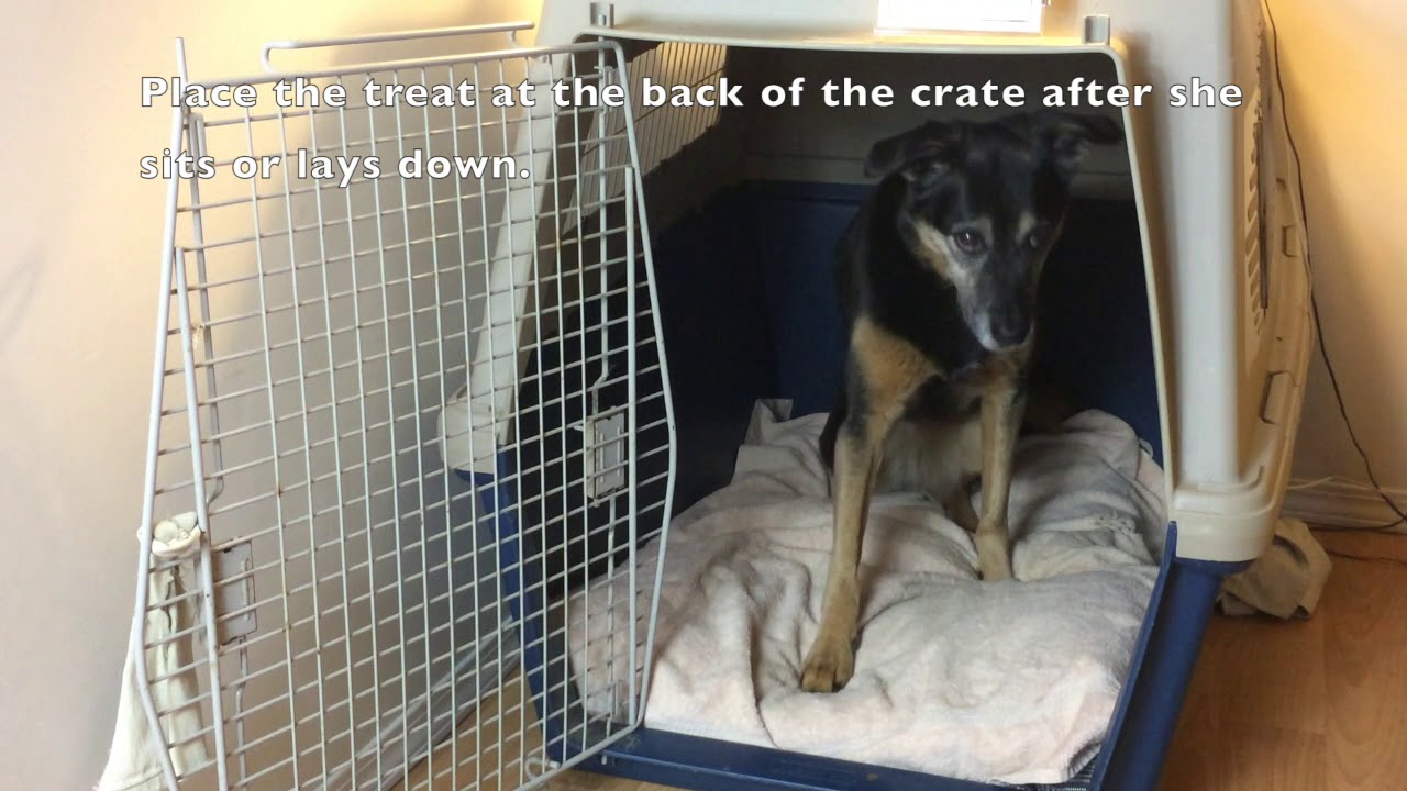 Steps to Crate Train Your Dog - Part 1