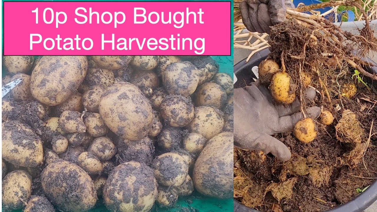 Amazing Harvest from a 10p Shop Bought Potatoes 🥔🥔